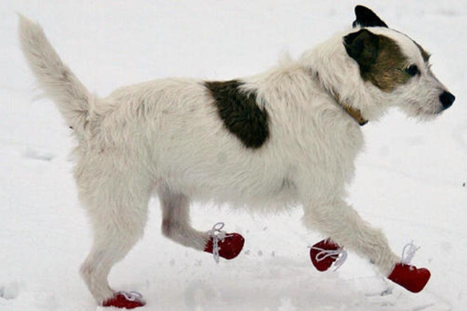 Pasje življenje bo s čevlji veliko lažje. | Avtor: Žurnal24 main