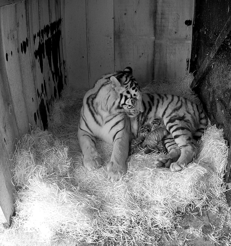 Mladiči sibirskega tigra | Avtor: ZOO Ljubljana