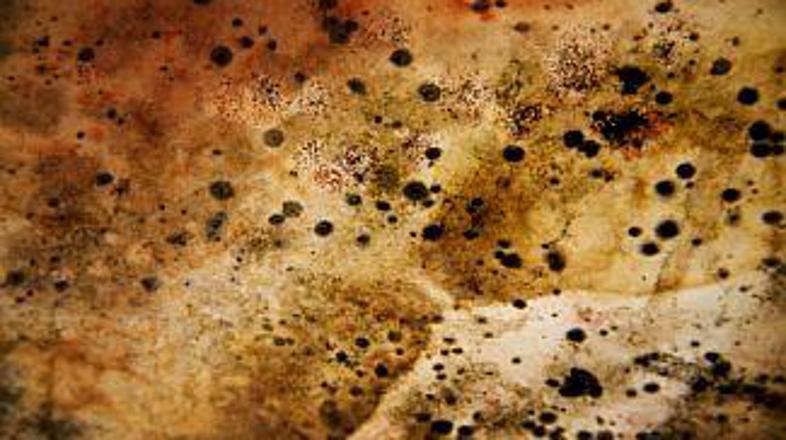 Število nesreč, ki so bile posledica zaužitja "norih" gob, je v letu 2004 s 55 n