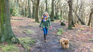 Gozd, sprehod, narava, pes, pohod