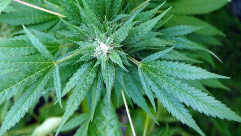 Zaseg konoplje mu ni bil po volji. © Dejan Mijovič