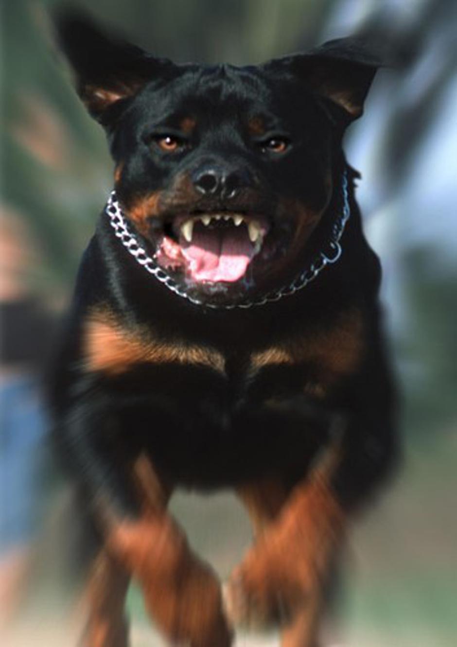 Pes | Avtor: Profimedias