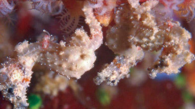 Pigmejski morski konjiček v dolžino meri okoli 1,27 centimetra.