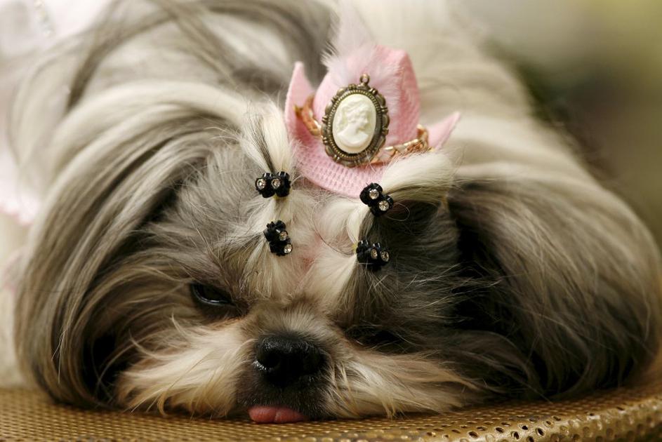 Shih tzu
