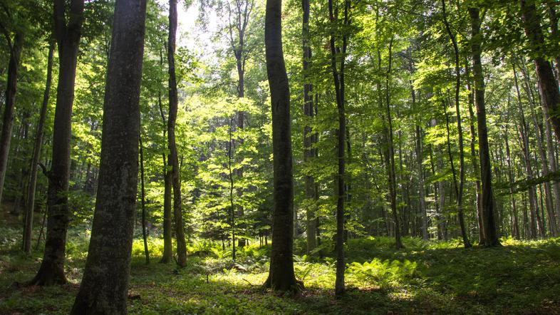 Ministrstvo za kmetijstvo, gozdarstvo in prehrano