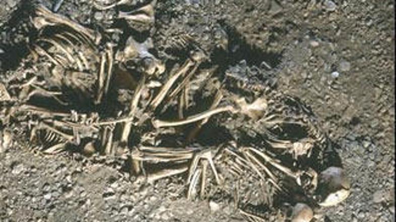 Okostja so bila med seboj prepletena.