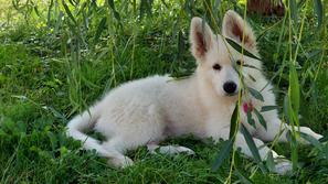 Beli švicarski ovčar