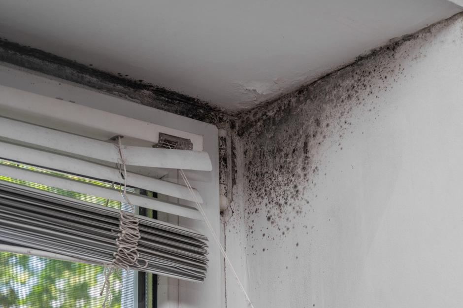 Črna plesen na steni ob oknu | Avtor: Profimedia