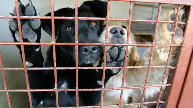 primorska 20.02.2008, sveti anton, zavetisce za zivali, pes, kuza, foto barbara 