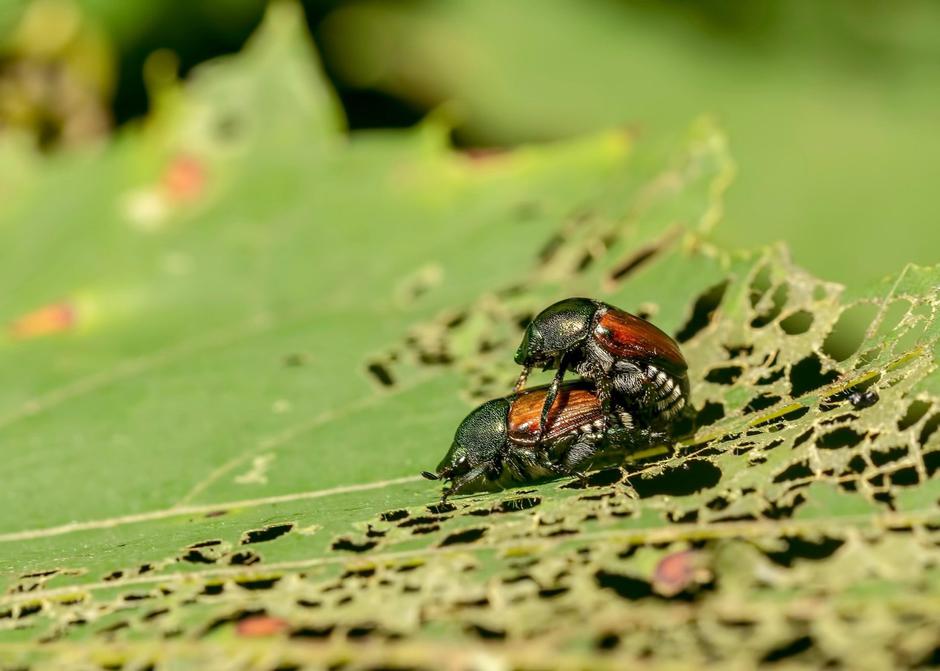 Japonski hrošč | Avtor: Profimedia