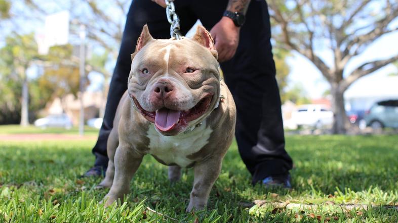 Psi american bully