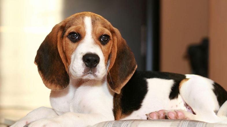 Beagle