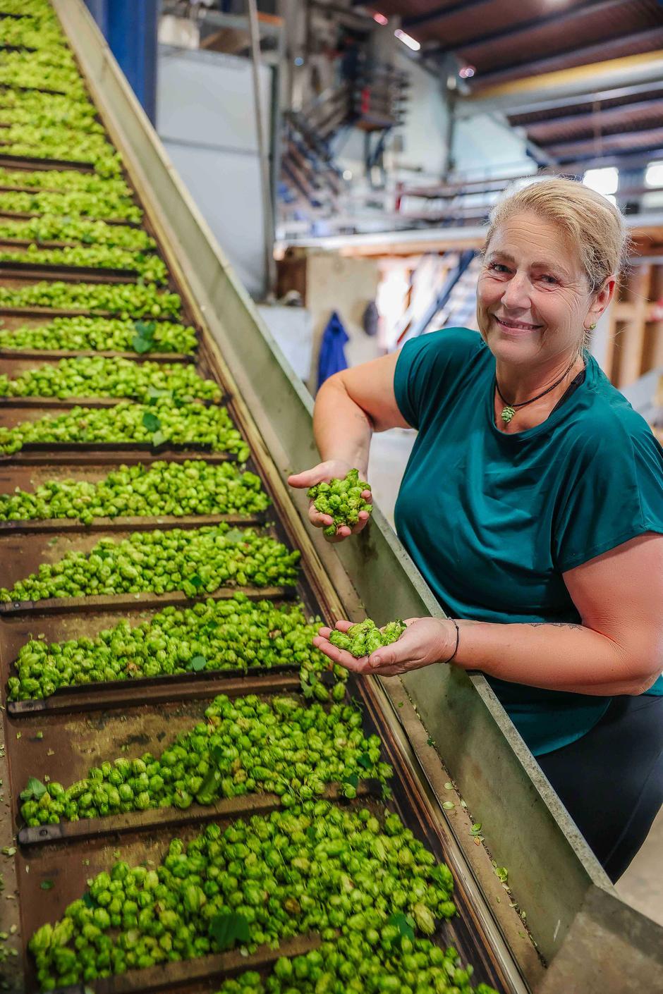 obiranje hmelja | Avtor: Saša Despot