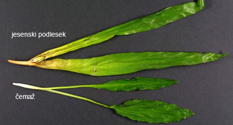Jesenski podlesek in čemaž - primerjava | Avtor: Miran Brvar