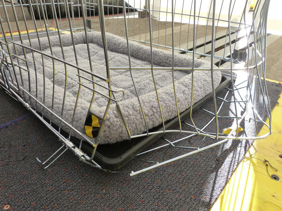 Prevoz psa AMZS test | Avtor: AMZS