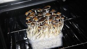 zasežene halucinogene gobe