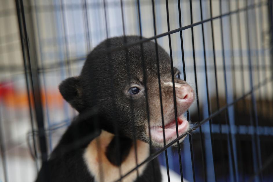 zivali tajska tihotapljenje