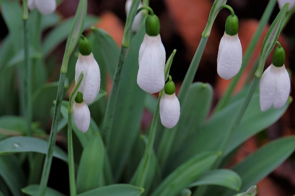 Zvonček | Avtor: Profimedia