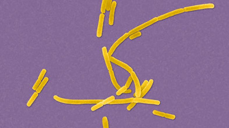 Bacillus anthracis