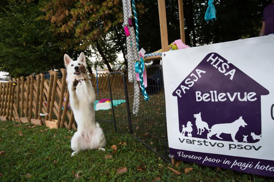 sejem 2016 | Avtor: Anže Petkovšek