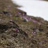 Velika Planina