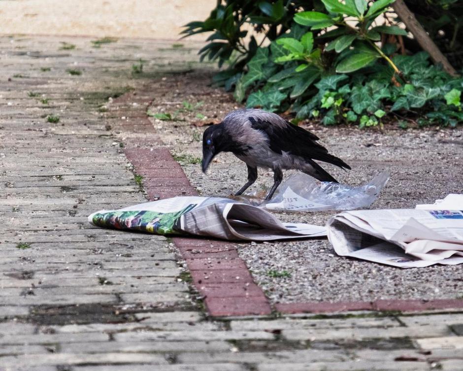 Siva vrana | Avtor: Profimedias
