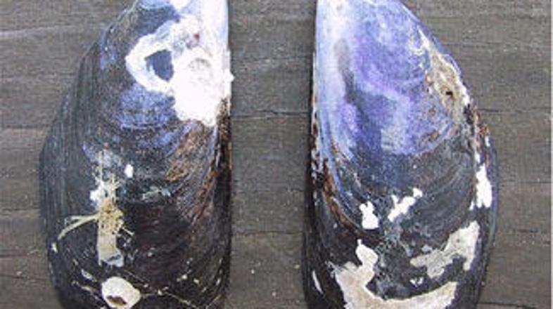 Zaradi ugotovljene prisotnosti toksina DSP – lipofilnega toksina v školjkah je O