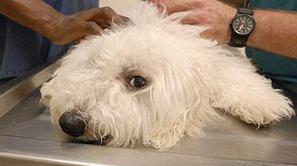 Rezultati testa pasme so v pomoč tudi veterinarjem, saj omogočajo lažje postavlj