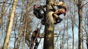 Novembra 2008 je Koren Sports v Tivoliju začel pripravljati pustolovski park. La