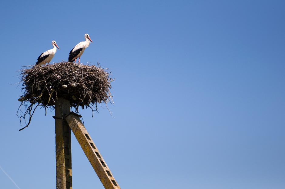 Štorklje med gnezdenjem. | Avtor: Shutterstock