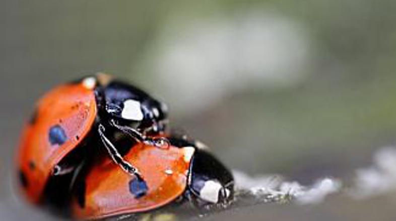 Japonci se v takšnem in podobnih položajih znajdejo relativno malokrat. Kar četr
