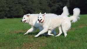 Kuvasz