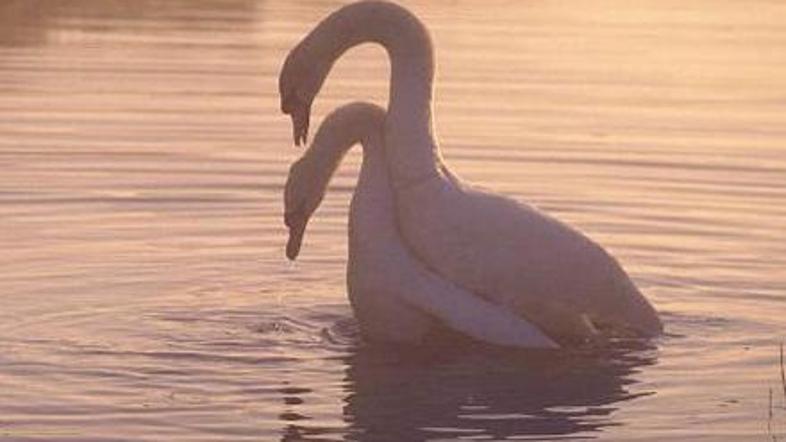 Laboda grbca skrbita za nadaljevanje vrste.