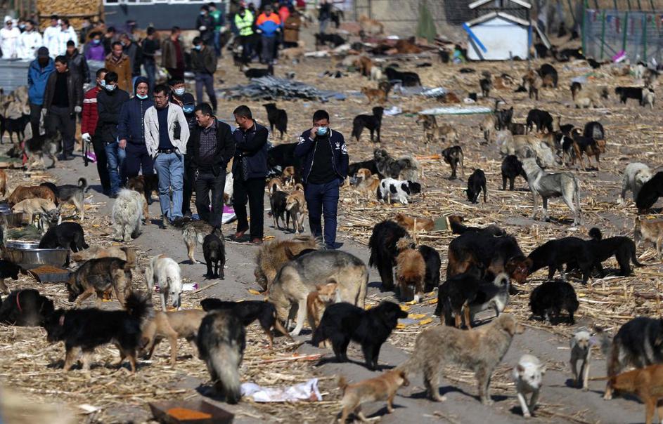 Center za reševanje psov