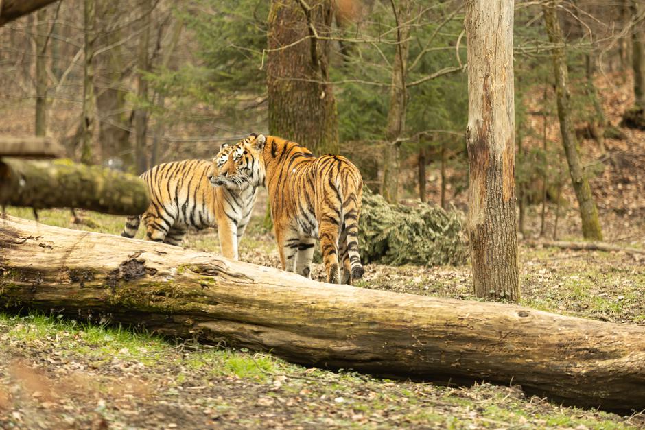 Mladiči sibirskega tigra | Avtor: ZOO Ljubljana
