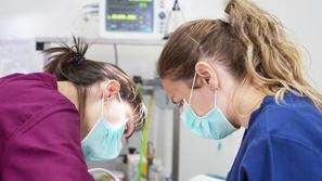 veterinarki med operacijo