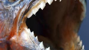 Bi si upali zabresti v vodo z lačnimi pirajami?