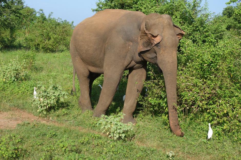 Šrilanka | Avtor: Maja Bitenc