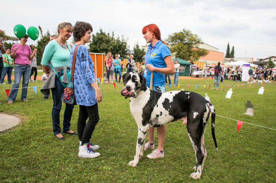 Sejem za ljubitelje živali, pes, nemška doga | Avtor: Saša Despot