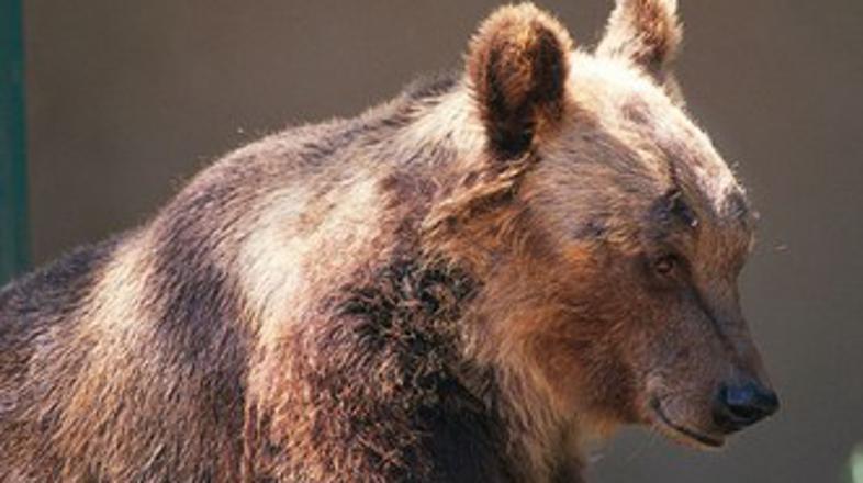 Ursus arctos marsicanus