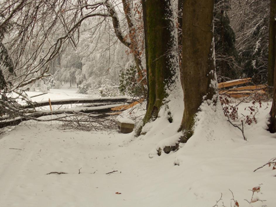 Razdejanje v arboretumu