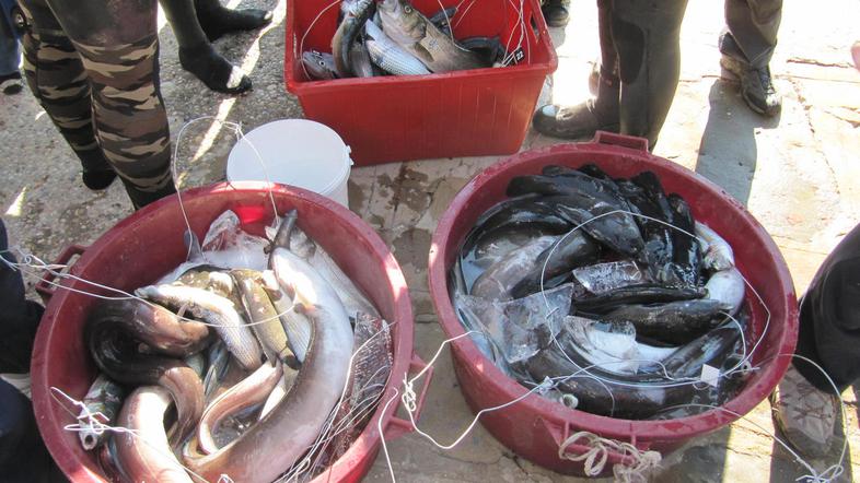 Državno tekmovanje v podvodnem robolovu, Piran, ribiči, ribe