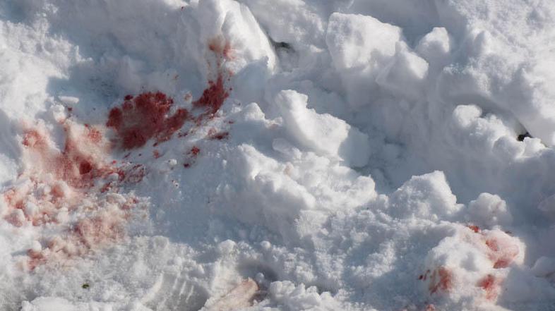 Na snegu so še vedno vidne sledi krvi. (Foto: Iztok Golob)