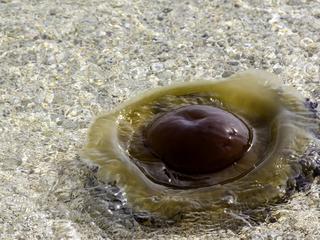 Meduza