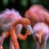 Phoenicopterus roseus, flamingo, plamenec
