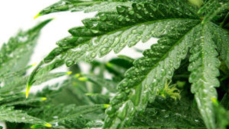 Tobak in marihuana sta približno enako škodljiva.