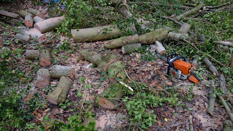 gozd drevesa žaga sečnja sekanje drva drevo