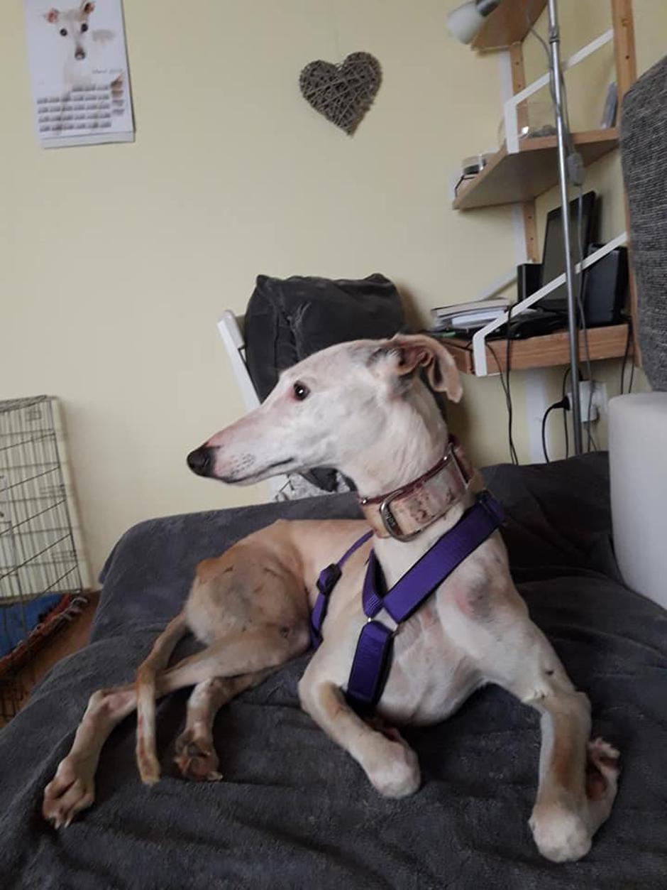 Hrt | Avtor: Društvo za pomoč hrtom