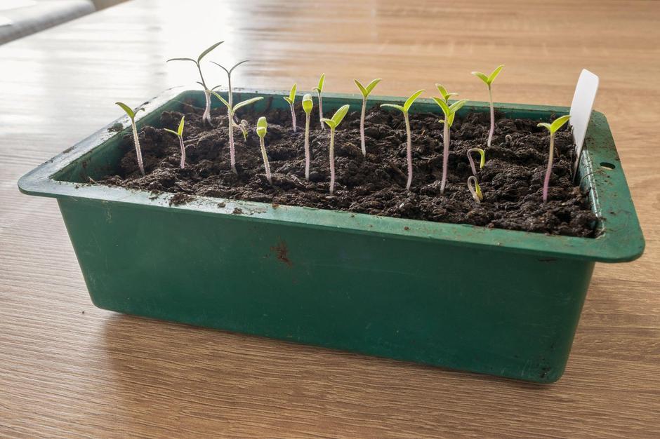 Sadike | Avtor: Profimedia