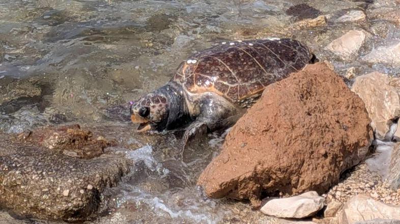 Mrtva želva v Umagu